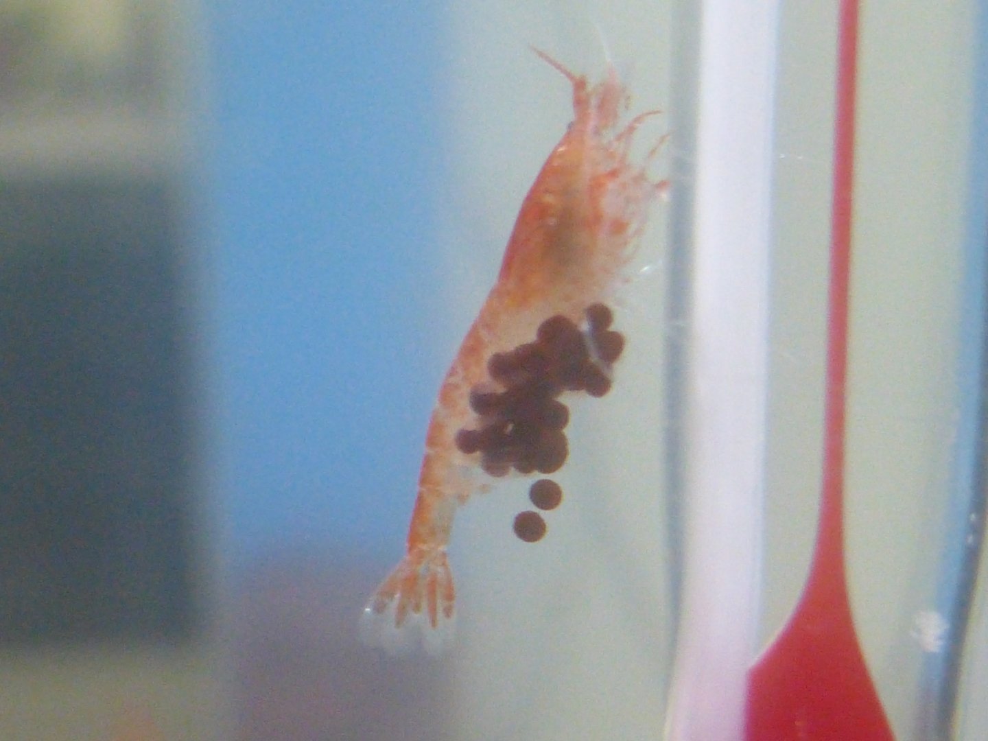 ʻōpaeʻula berried female