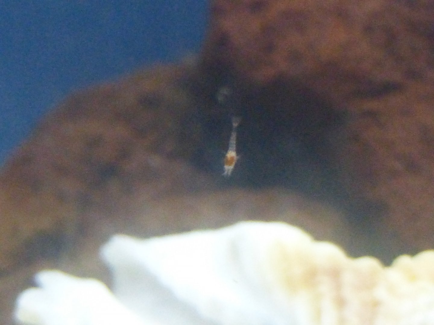 ʻōpaeʻula floater