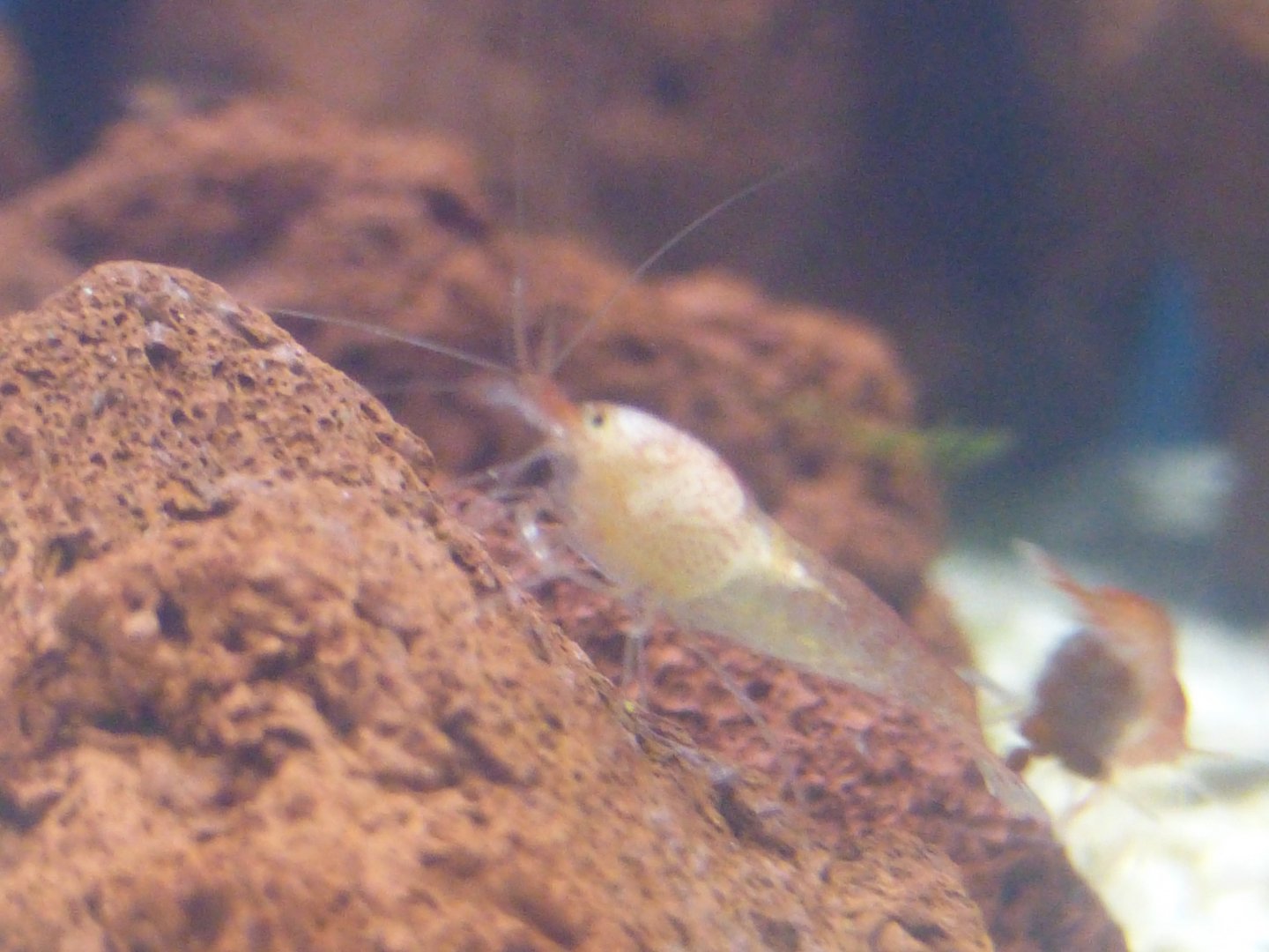 ʻōpaeʻula presumed male