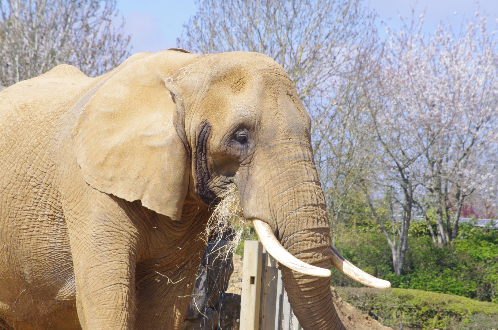 Opal- African elephant- 10/4/2025