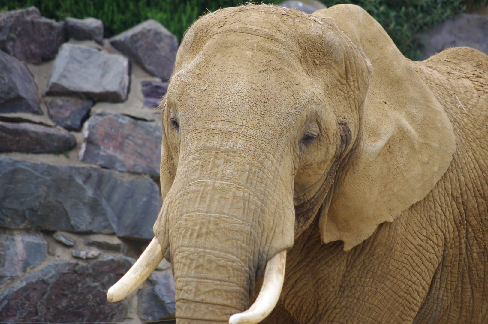 Opal- African Elephant cow- Elephant Kingdom- 2/6/2023