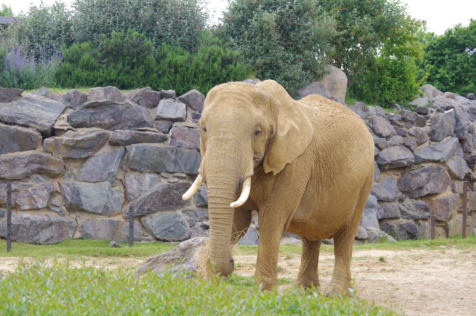 Opal- African Elephant cow- Elephant Kingdom- 2/6/2023