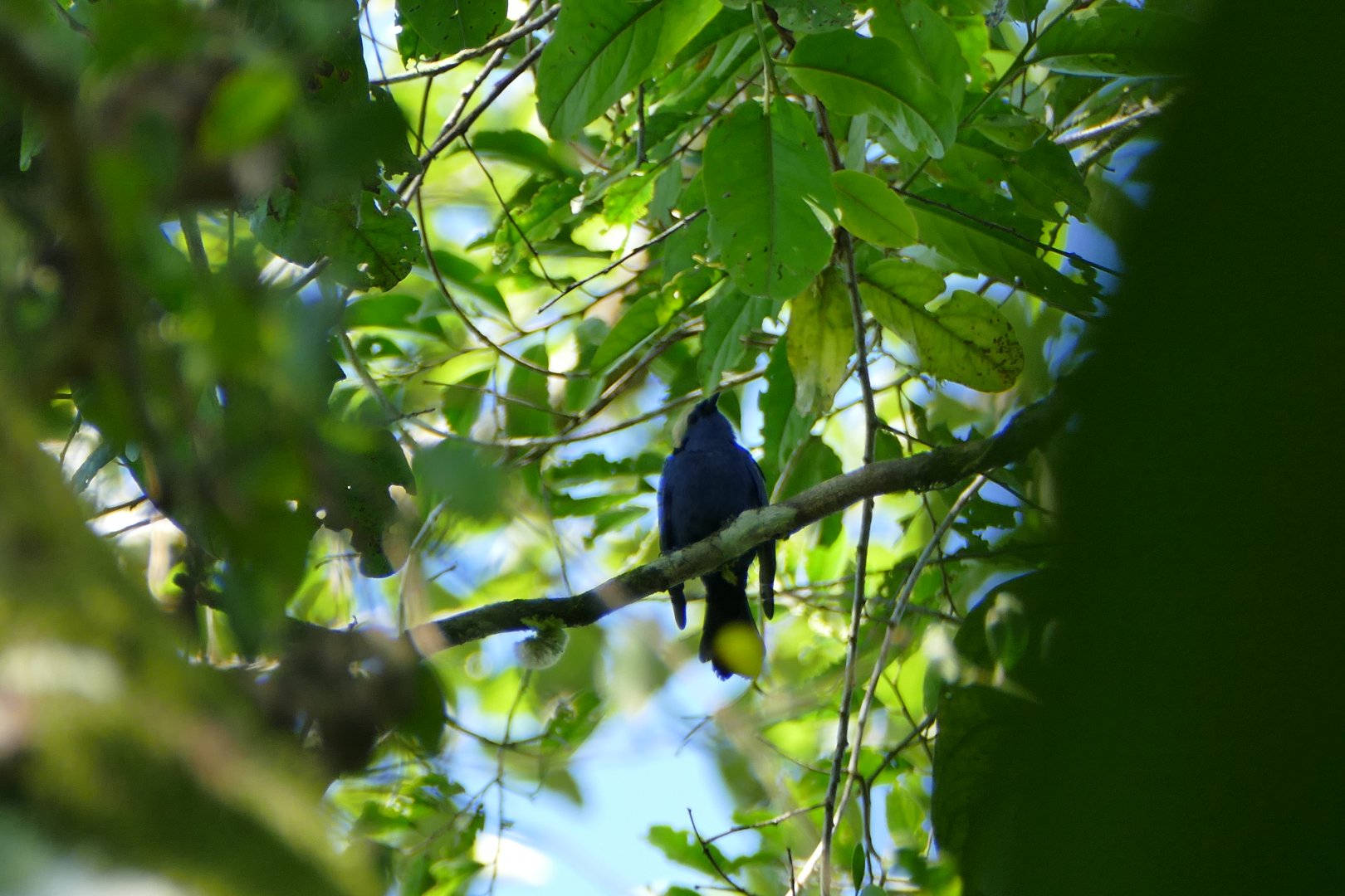 Opal-crowned Tanager