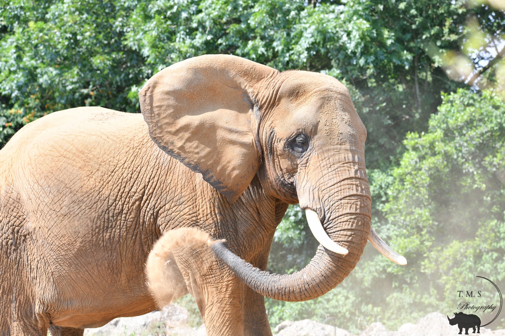 Opal Female African Elephant