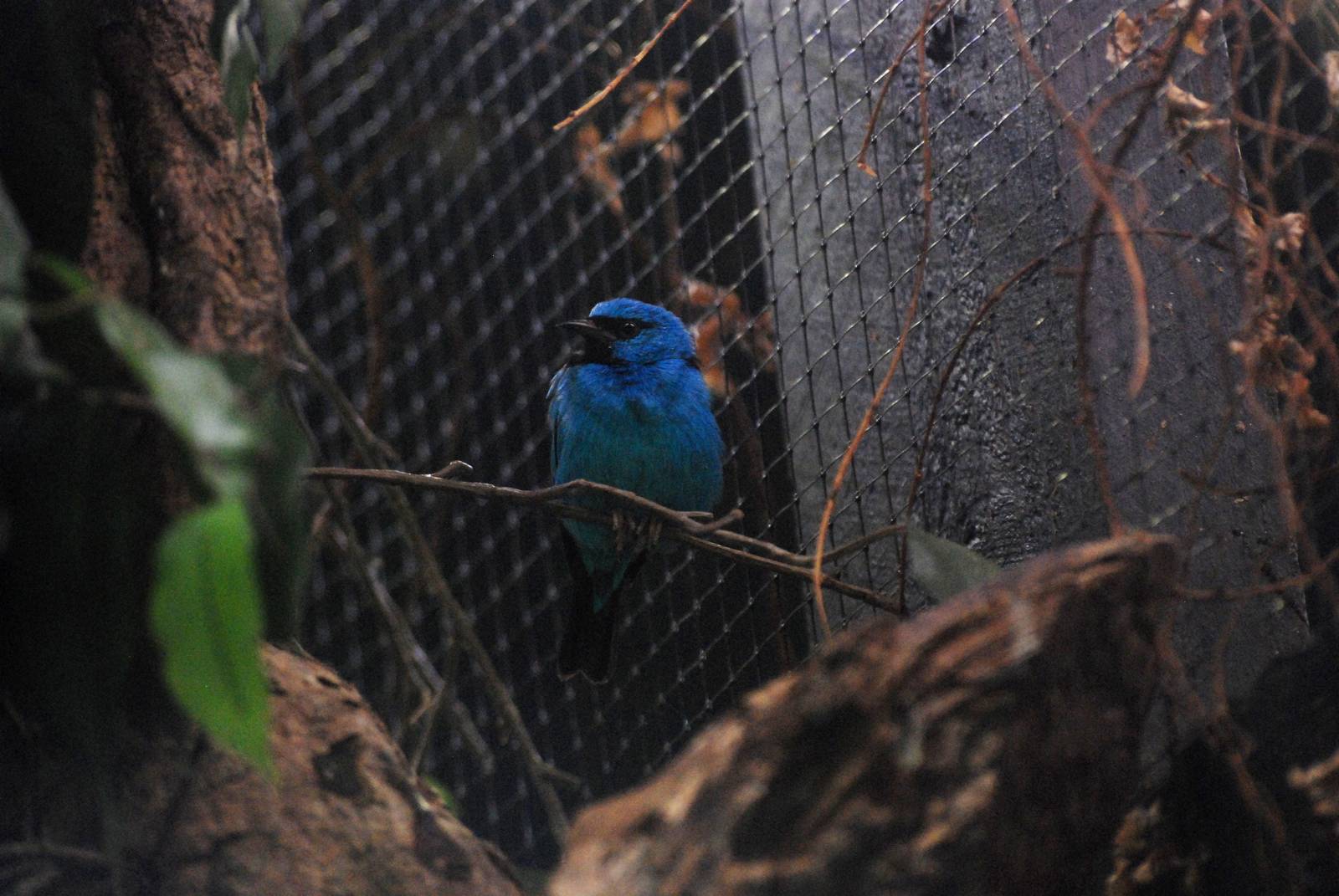 Opal-rumped Tanager at Avifauna, 04/06/12