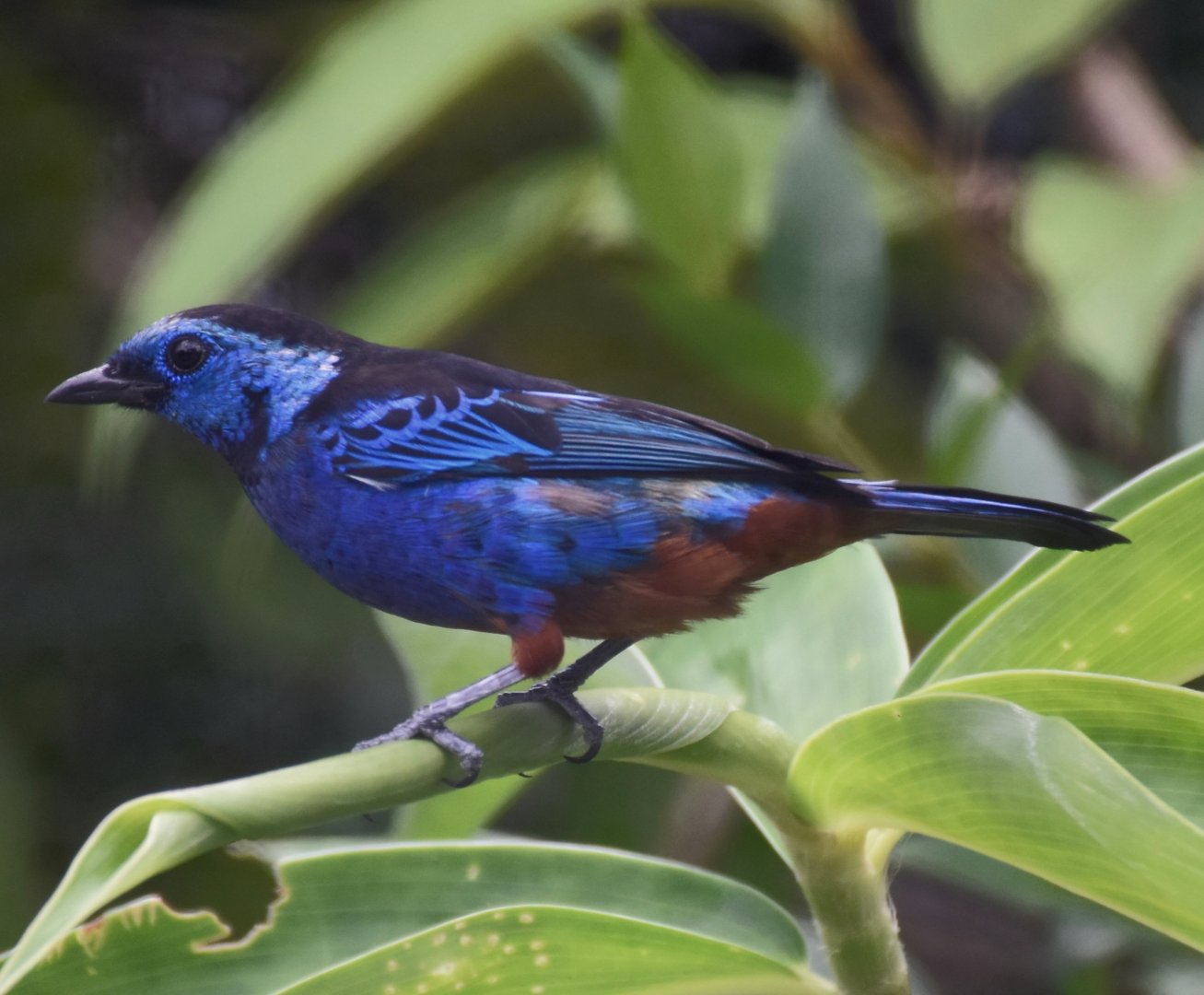 Opal-rumped Tanager (Tangara velia velia)