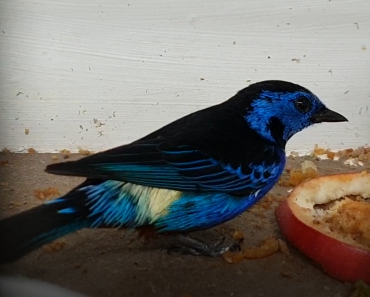 Opal-rumped tanager - Tangara velia