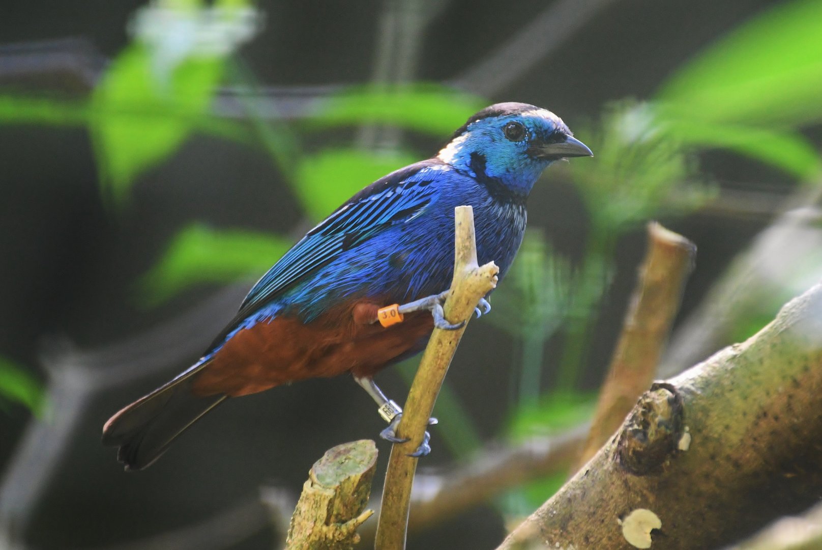 Opal-rumped Tanager (Tangara velia)