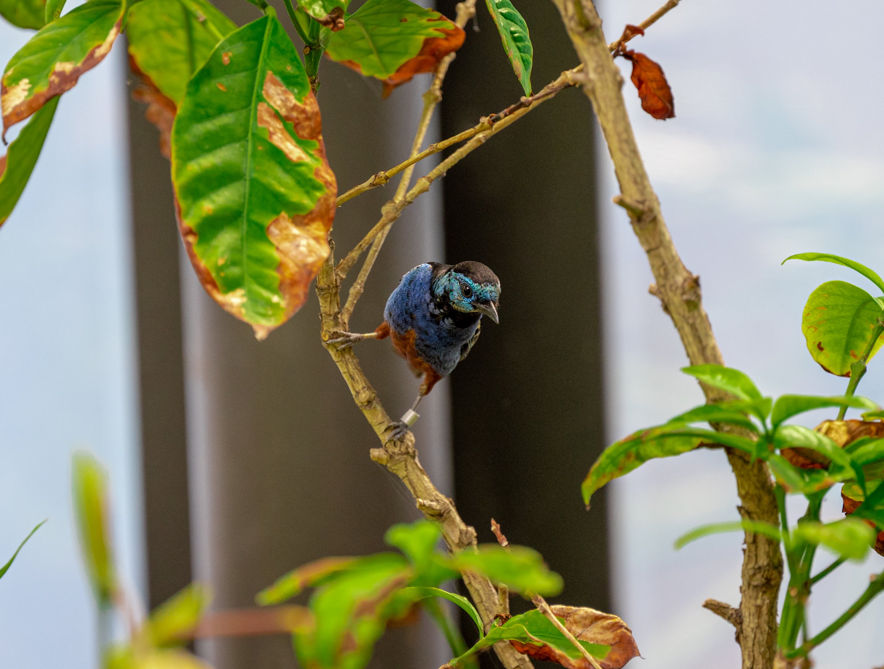 Opal Rumped Tanager