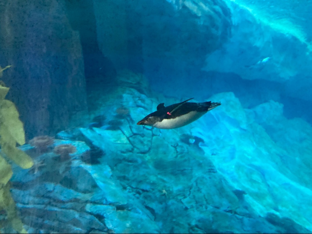 Opal the southern rockhopper chick (3/3/24)