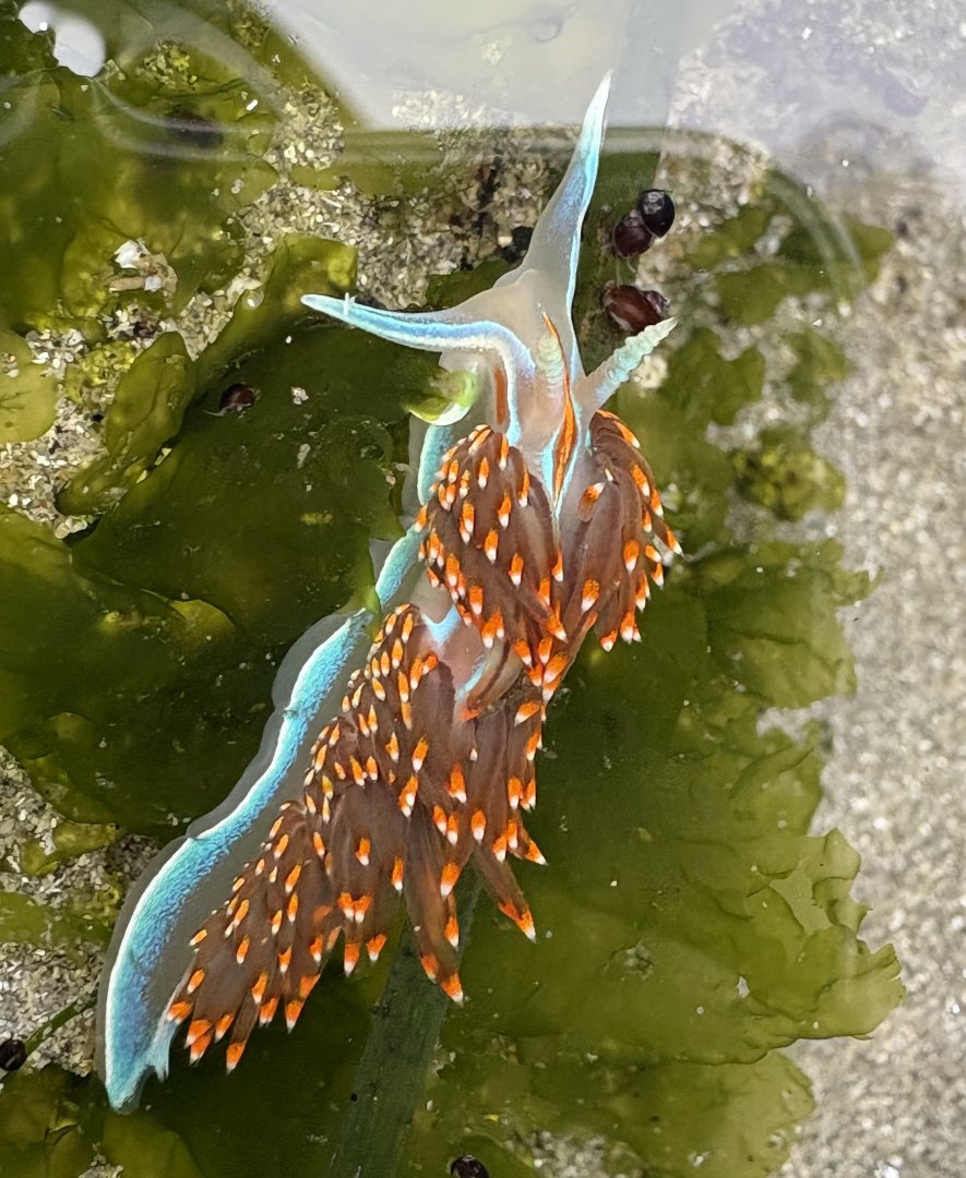 Opalescent Nudibranch (Hermissenda opalescens)
