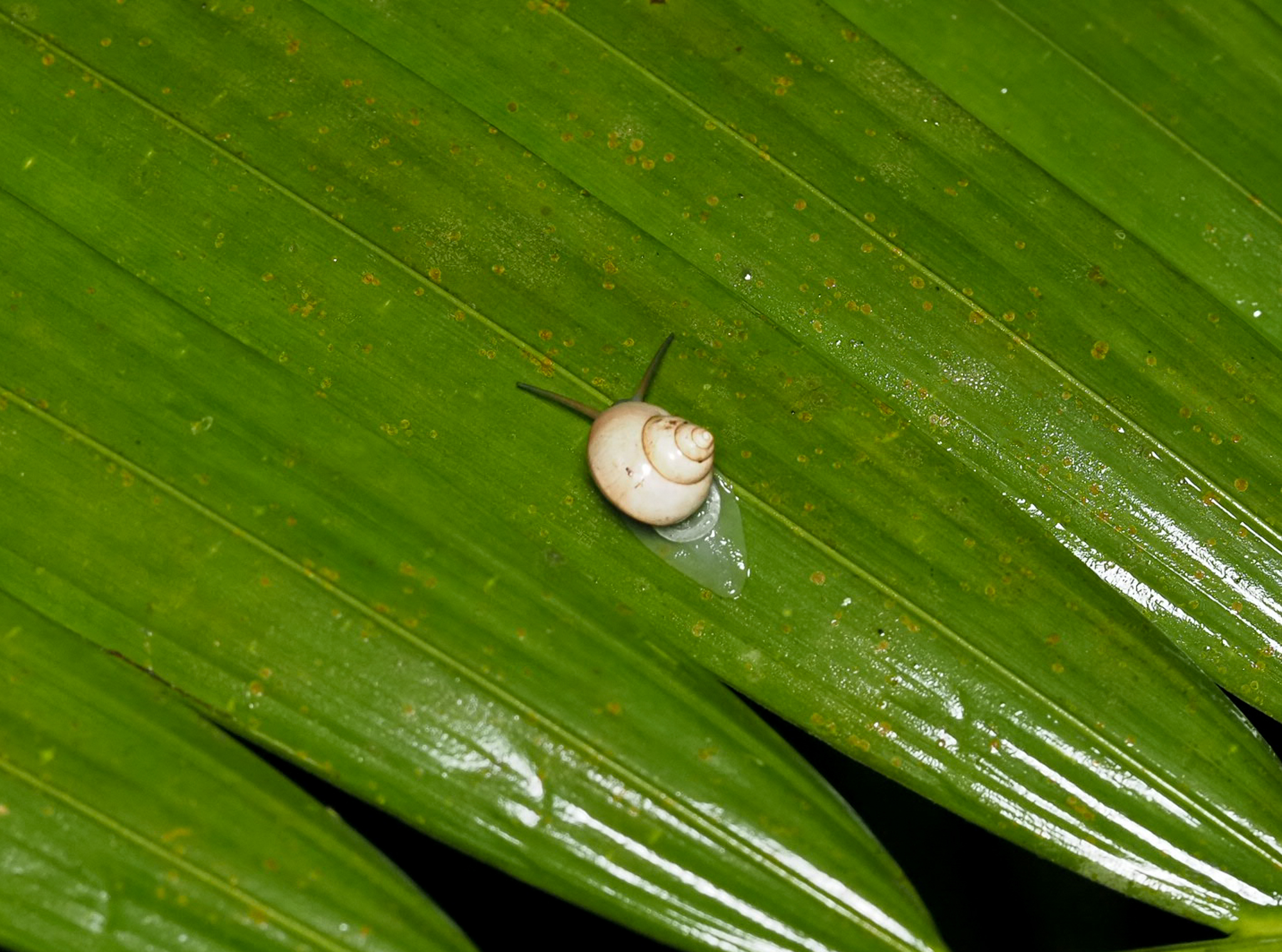 Opalescent Pendant Snail