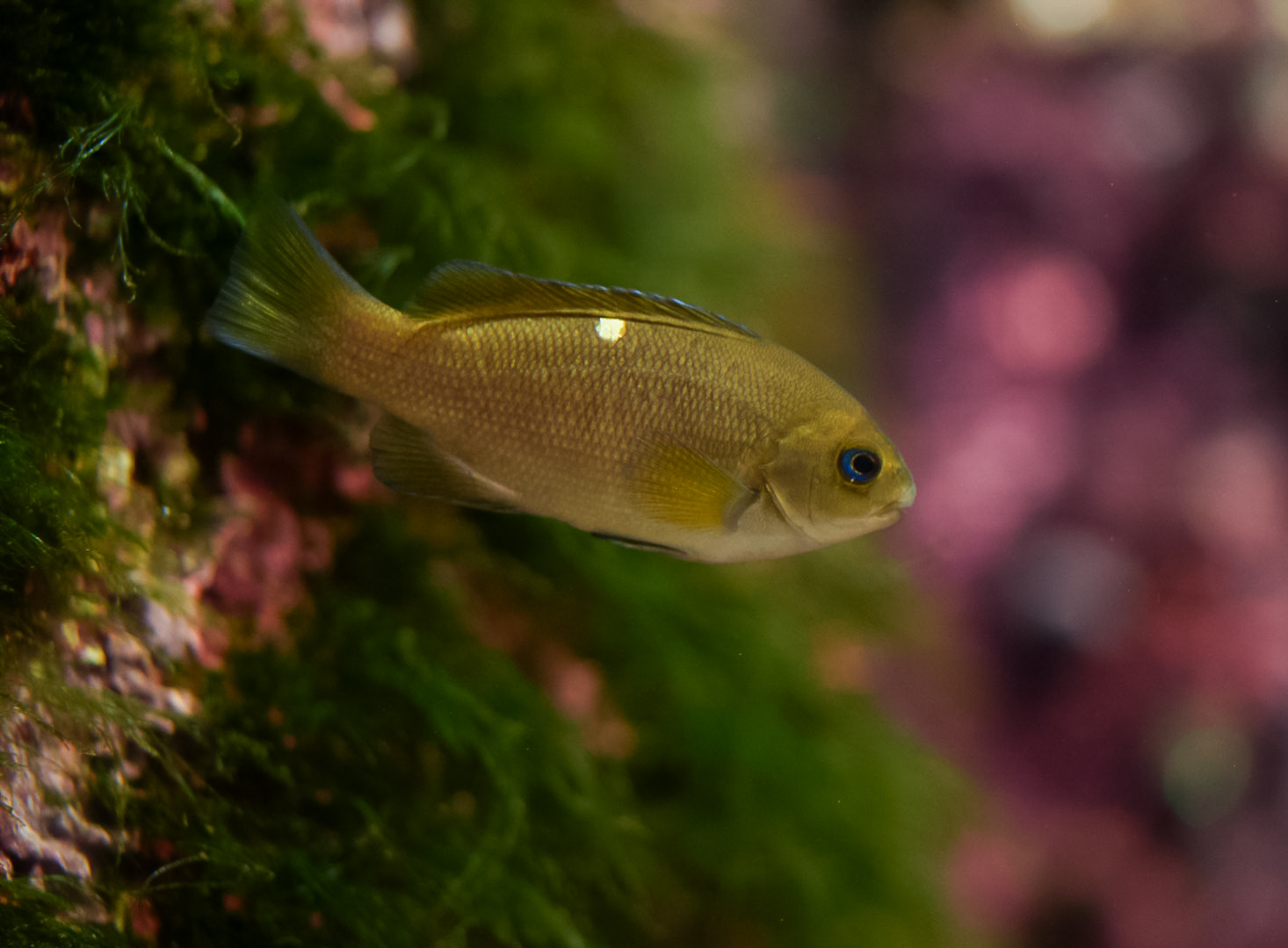 Opaleye (juvenile)