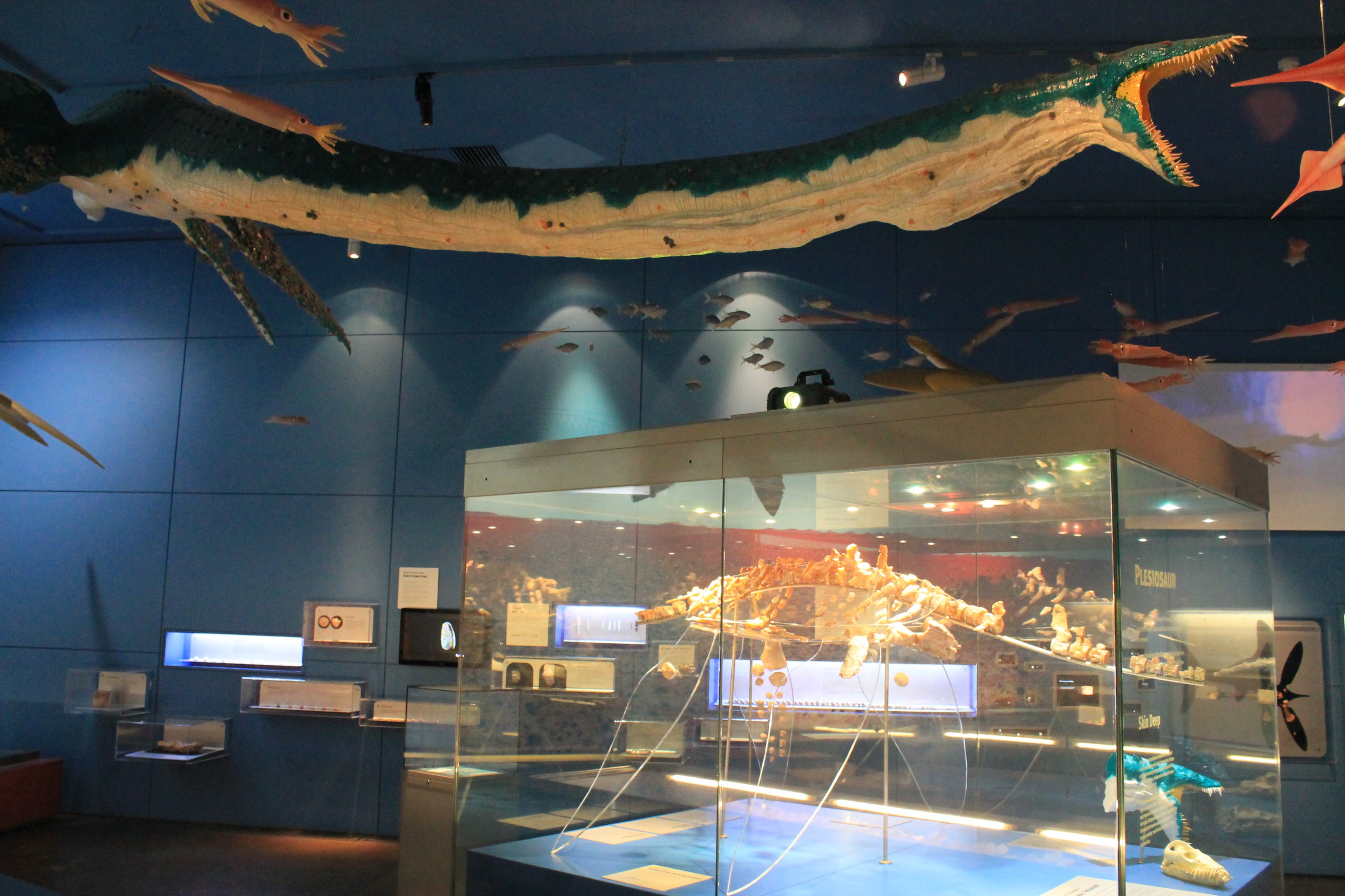 opalised plesiosaur skeleton and model