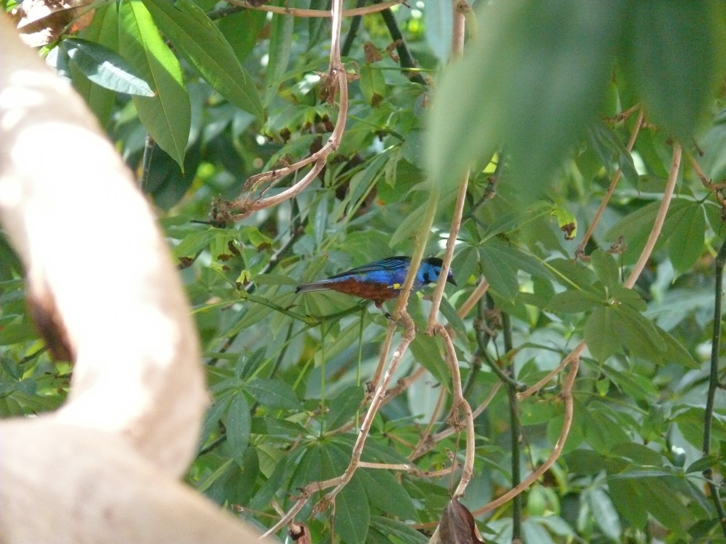 Opan-rumped tanager - reopening 31-08-2020