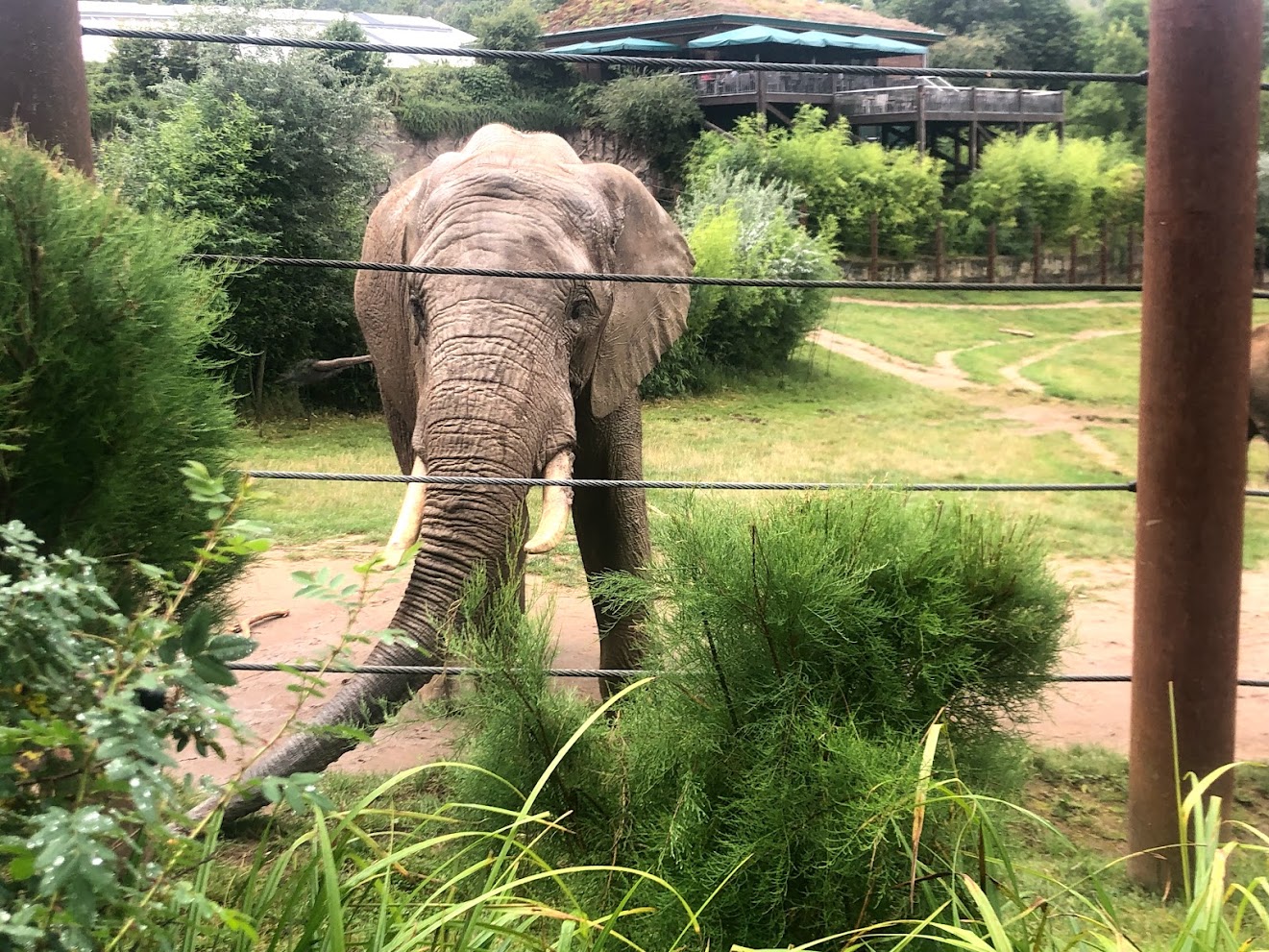 Opel Zoo- African elephant- 2021