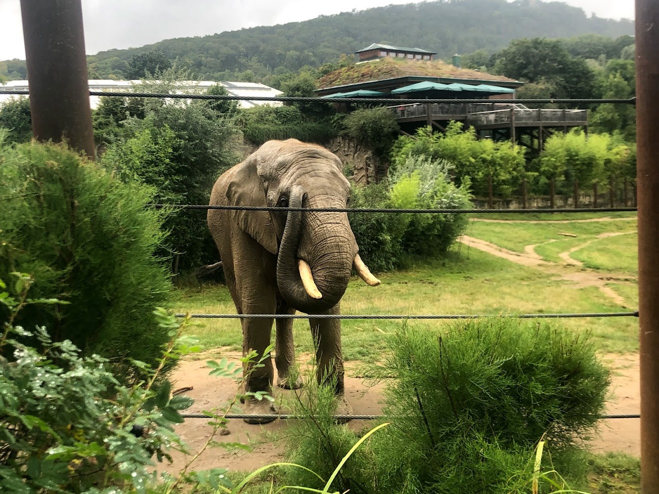 Opel Zoo- African elephant- 2021