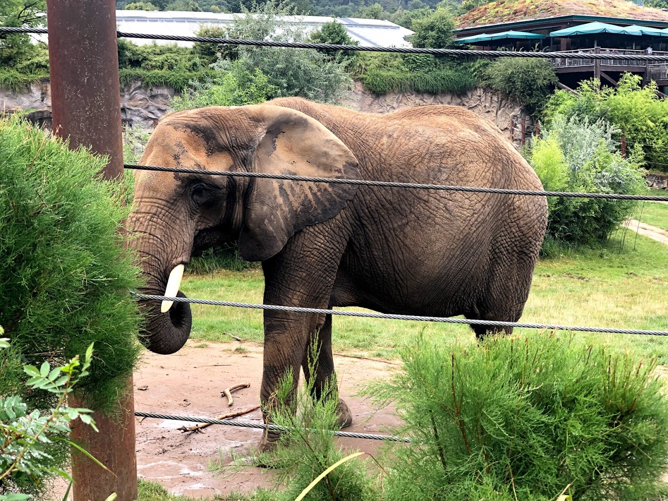 Opel Zoo- African elephant- 2021