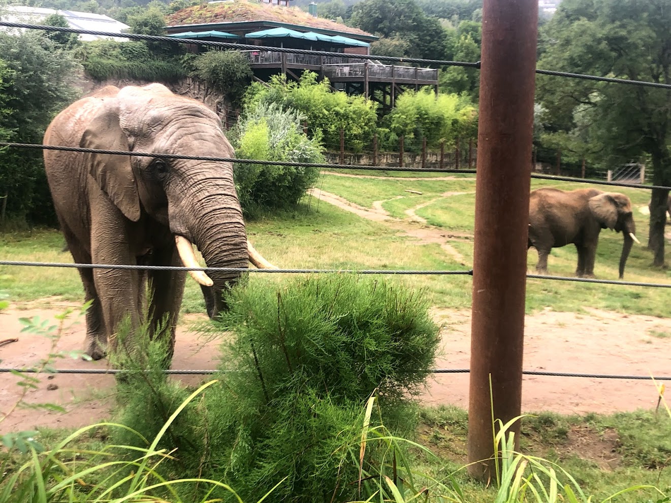 Opel Zoo- African elephants- 2021