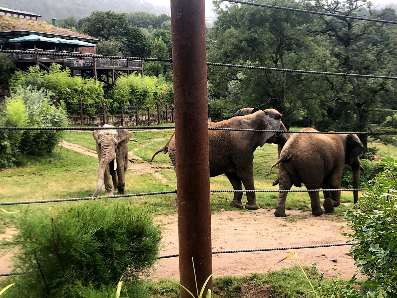 Opel Zoo- African elephants- 2021