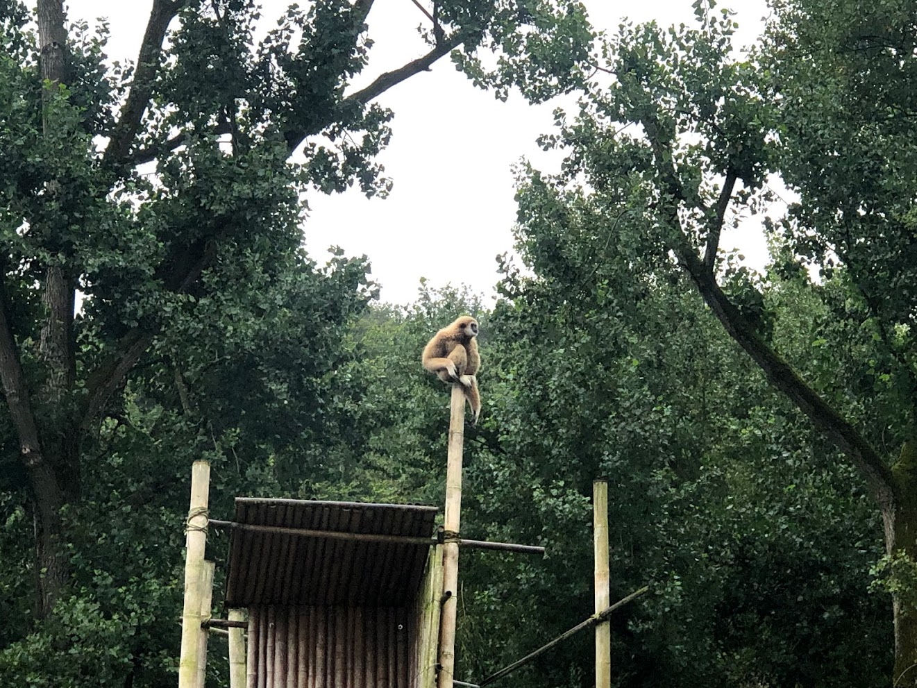 Opel Zoo- gibbon- 2021