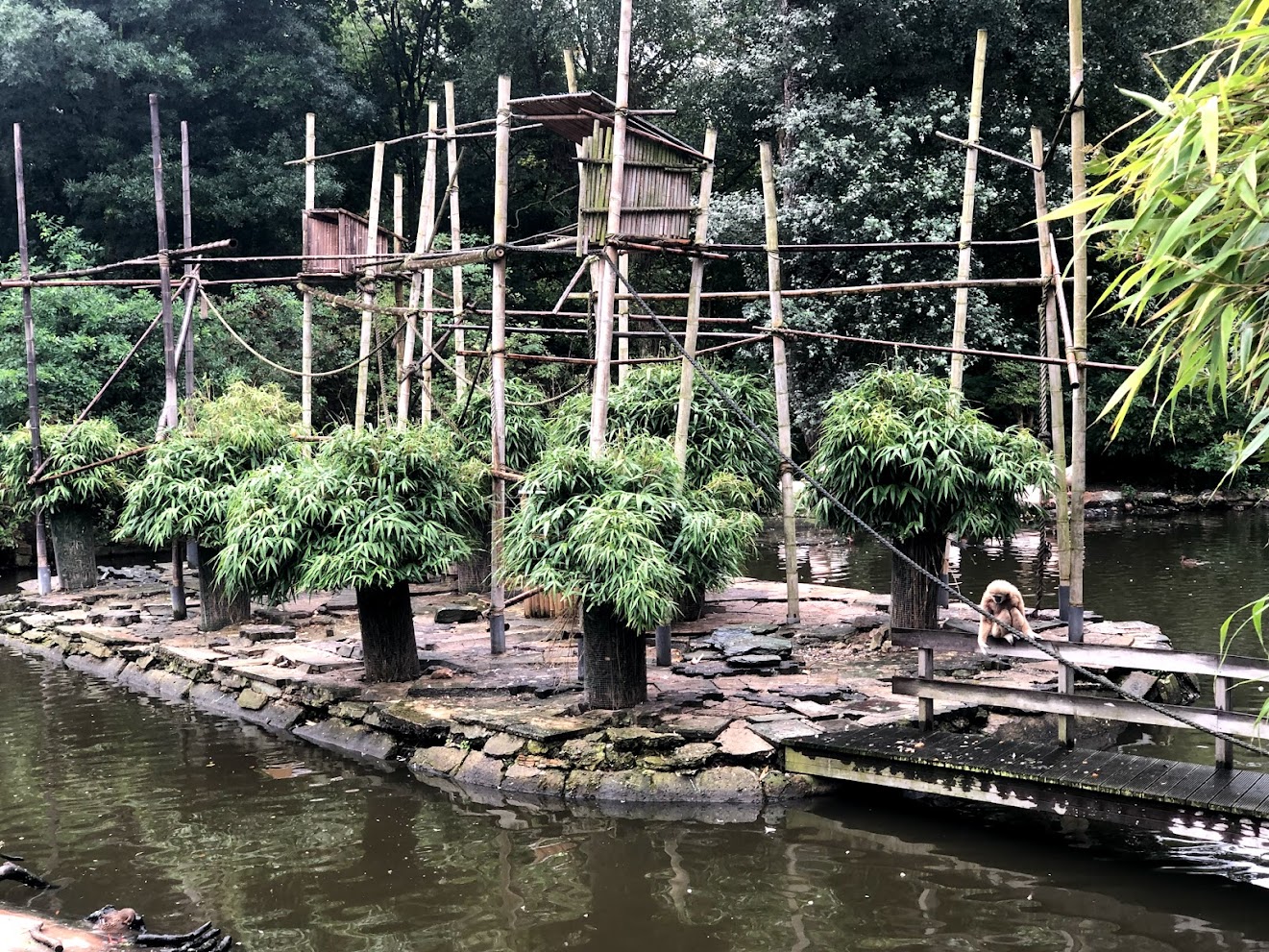 Opel Zoo- gibbon island- 2021