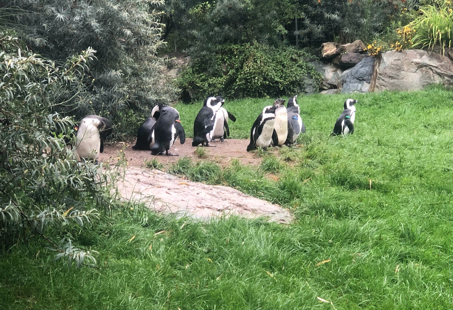 Opel Zoo- group of Jackass penguins- 2021