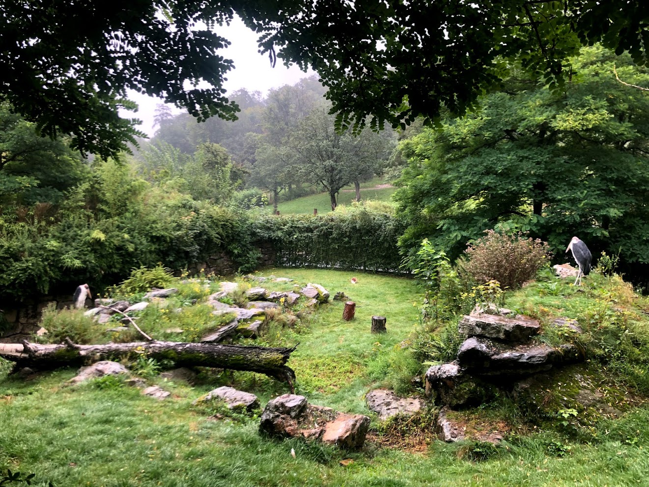 Opel Zoo- marabu enclosure- 2021