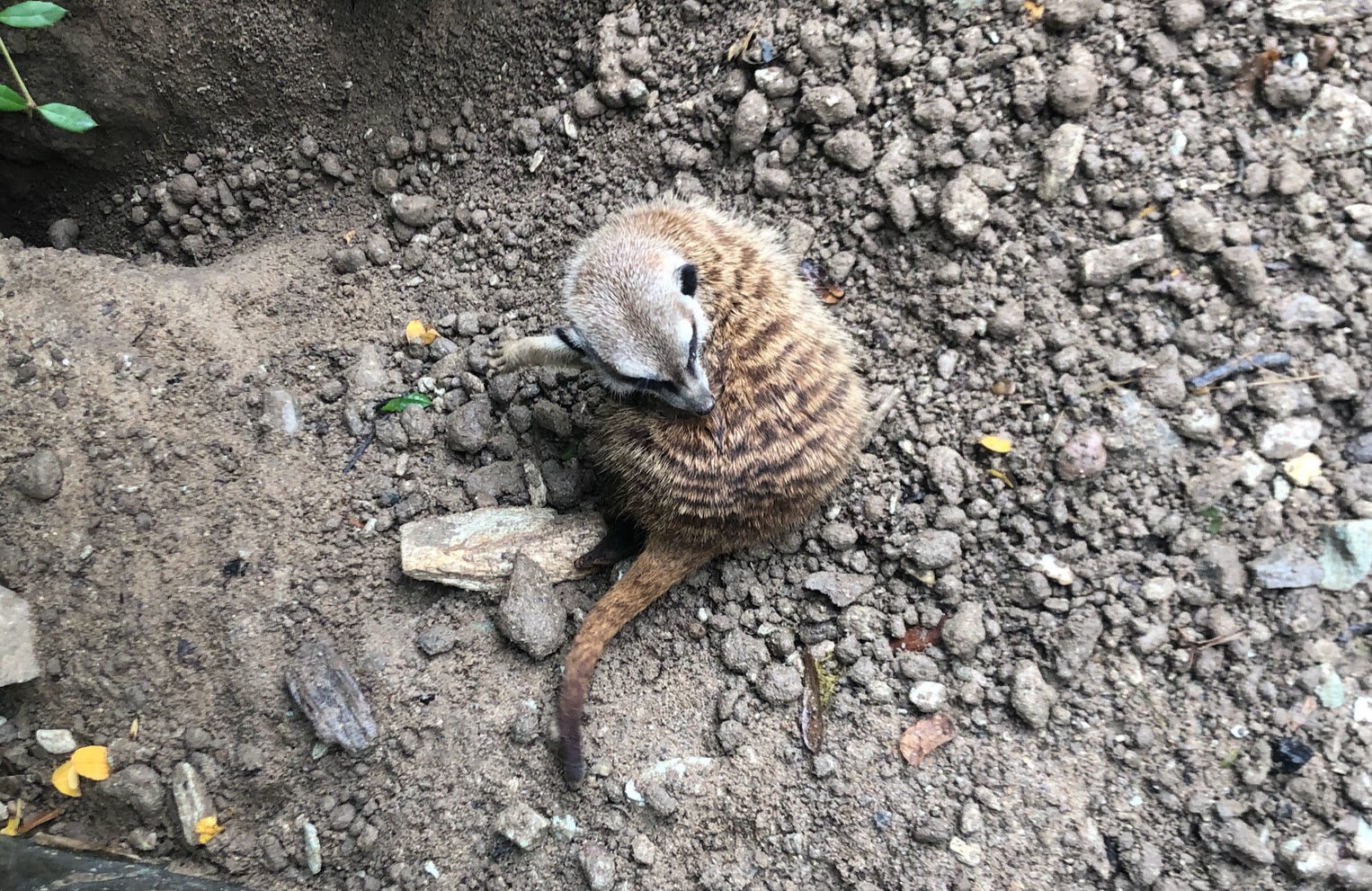 Opel Zoo- meerkat- 2021