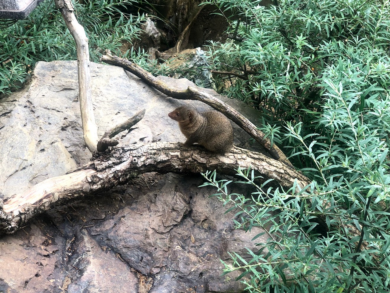 Opel Zoo- mongoose- 2021