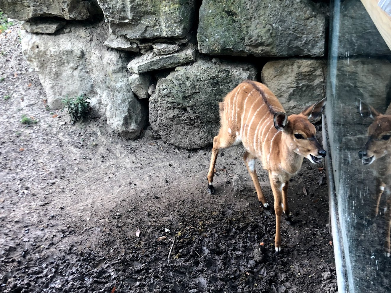 Opel Zoo- nyala- 2021