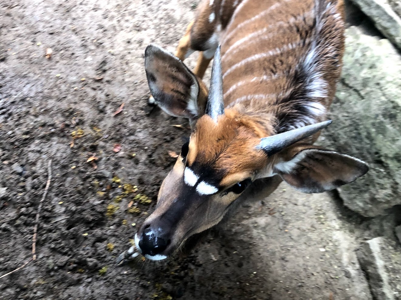 Opel Zoo- nyala- 2021