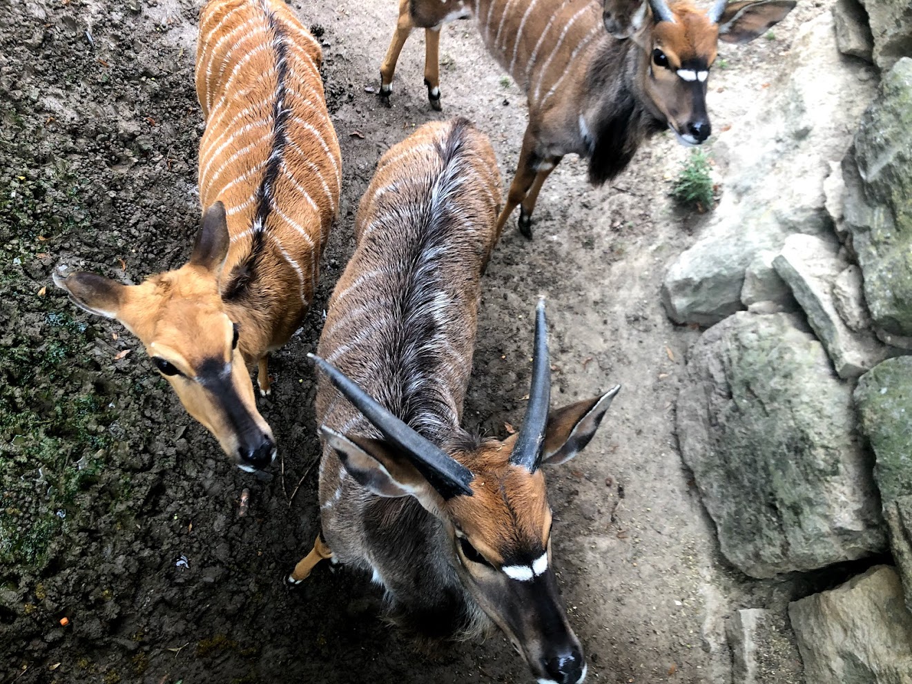 Opel Zoo- nyalas- 2021