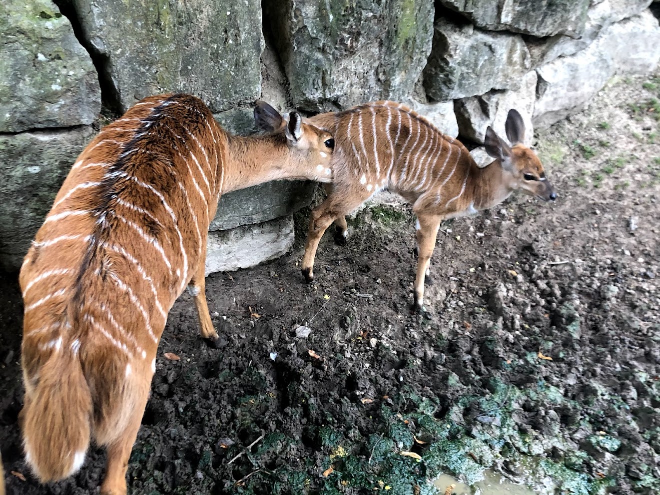 Opel Zoo- nyalas- 2021