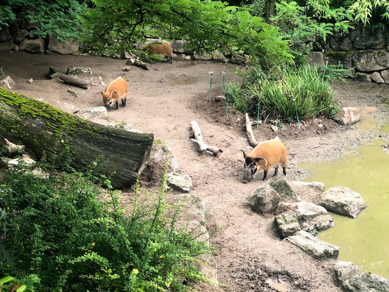 Opel Zoo- red river hog- 2021