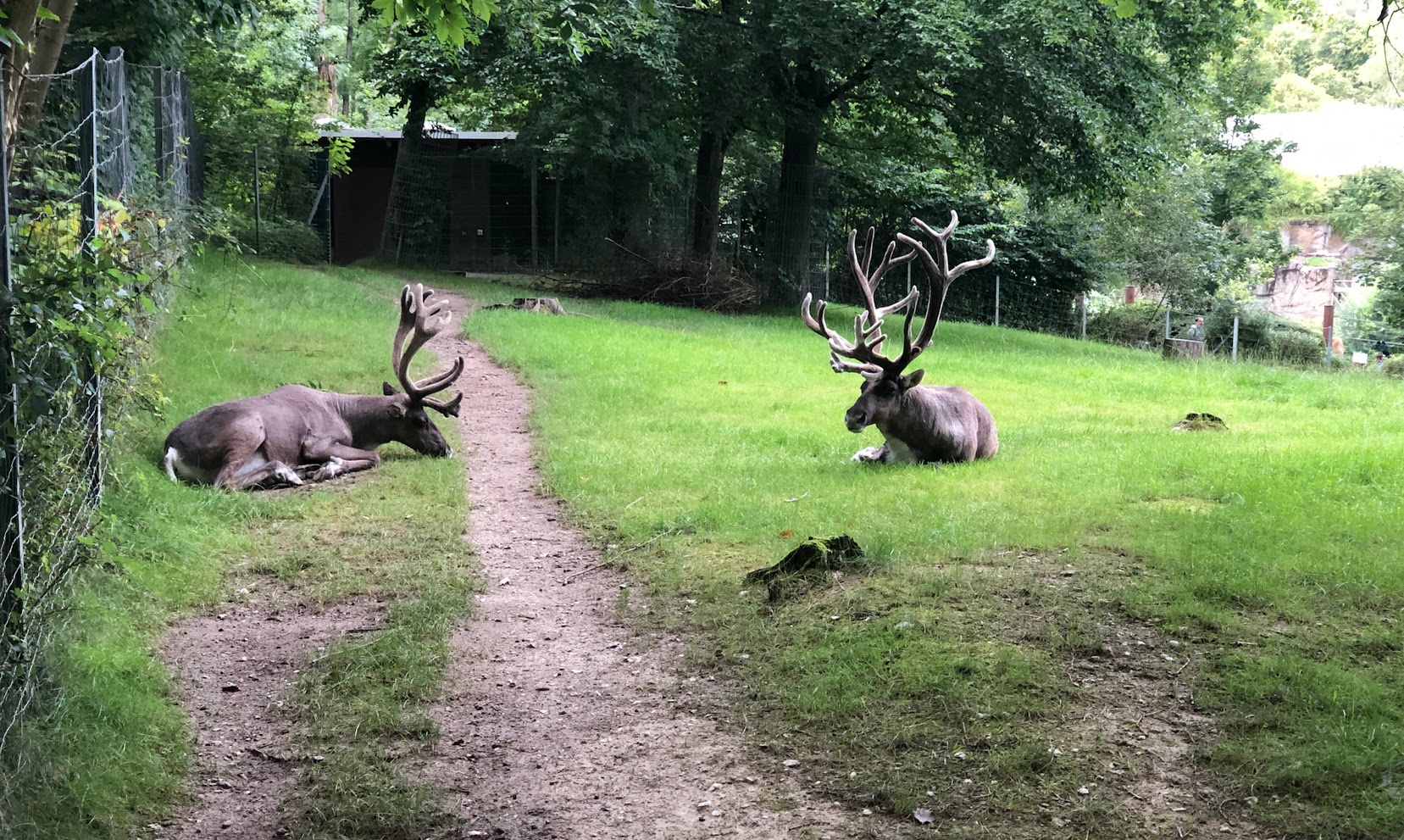Opel Zoo- reindeer- 2021