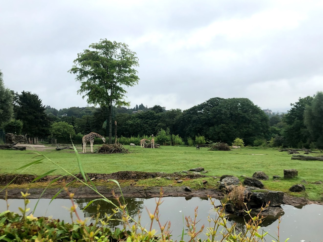 Opel Zoo- savannah enclosure- 2021