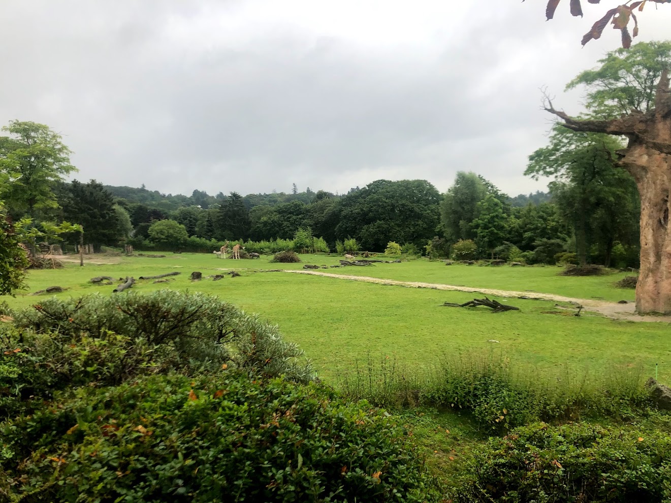 Opel Zoo- savannah enclosure- 2021