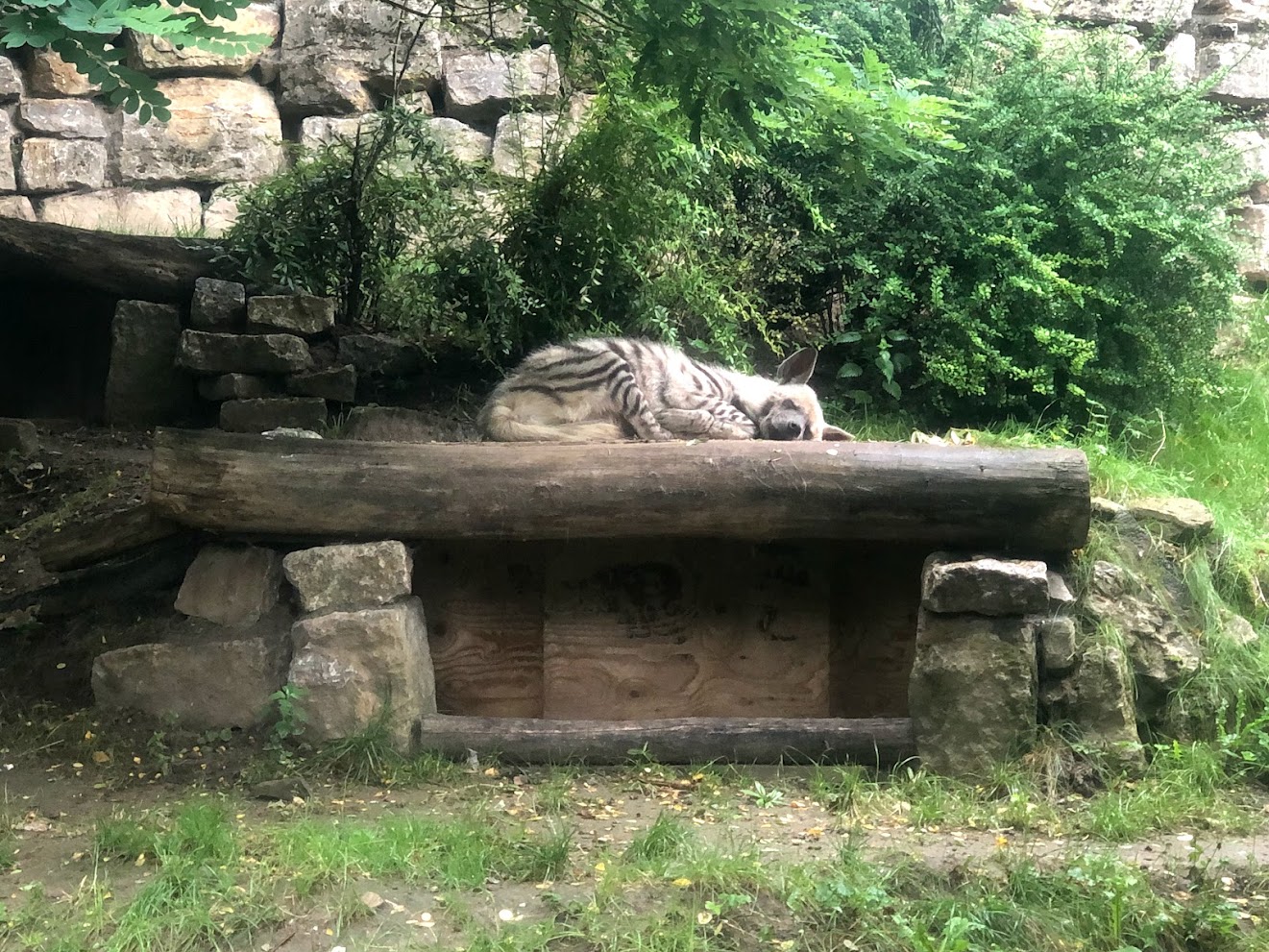 Opel Zoo- striped hyena- 2021