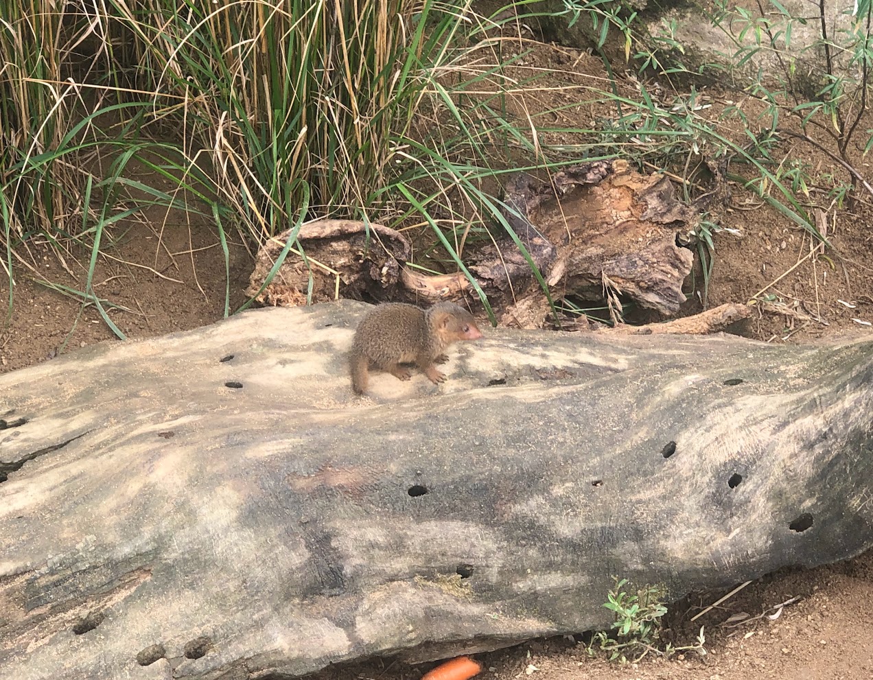 Opel Zoo- young mongoose- 2021