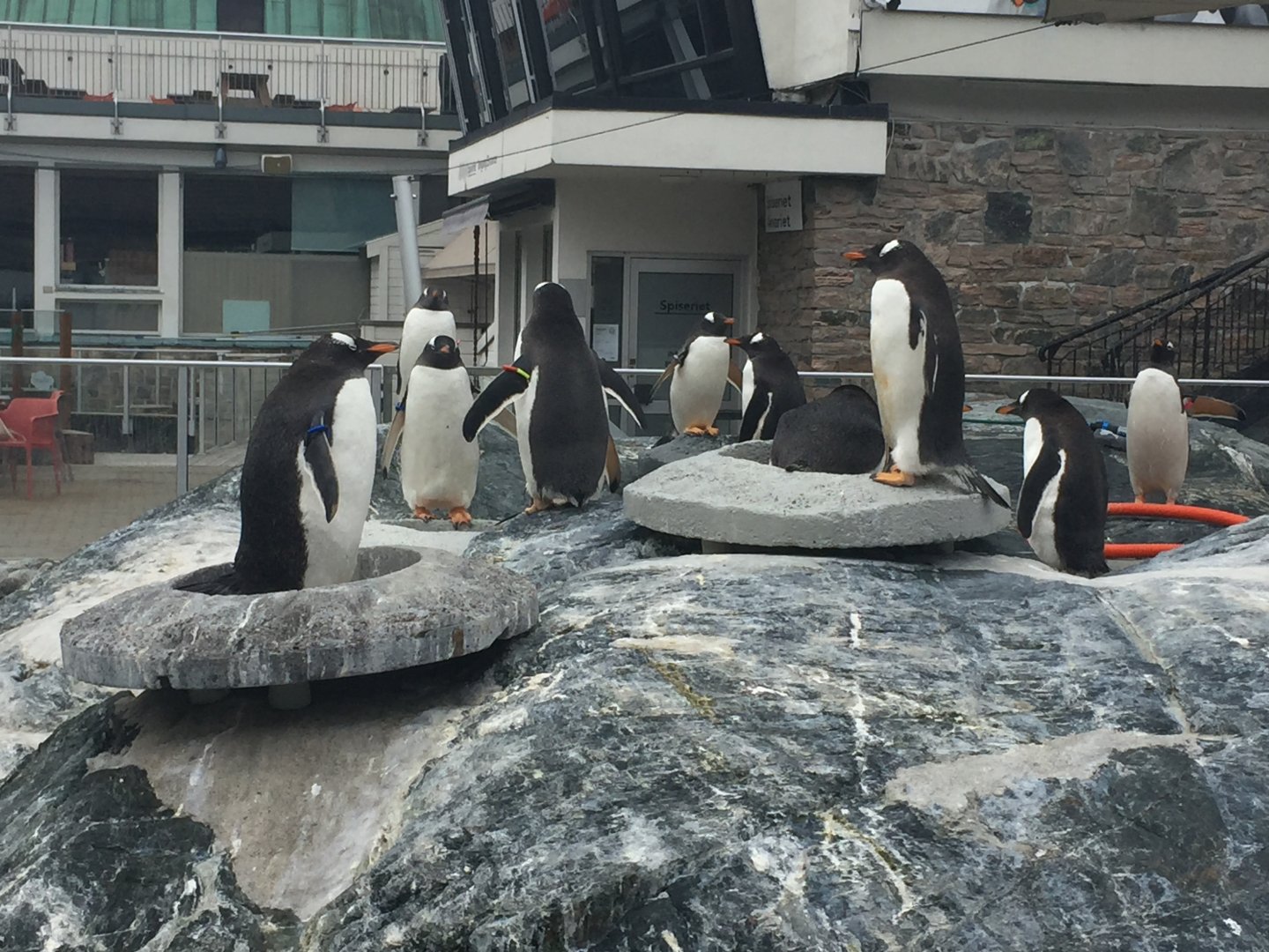 Open-Air Gentoo Penguin Exhibit