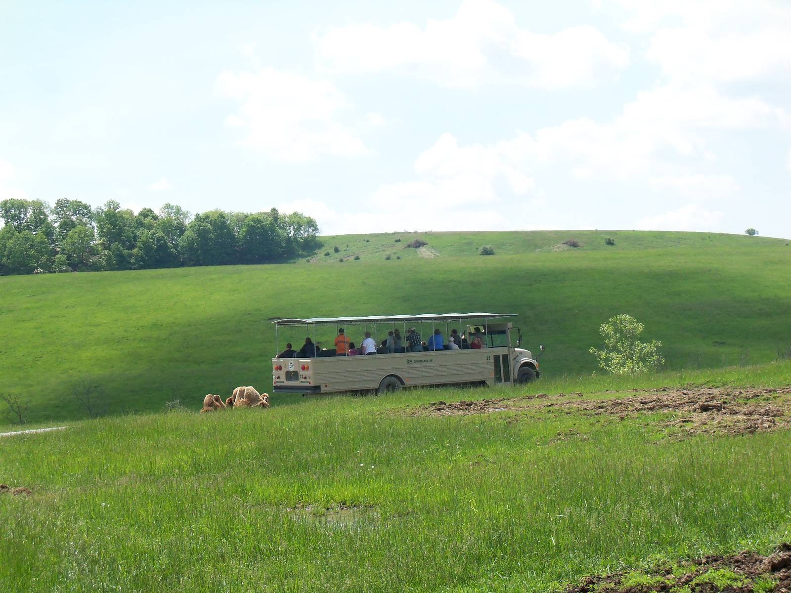 Open-Air Safari Tour