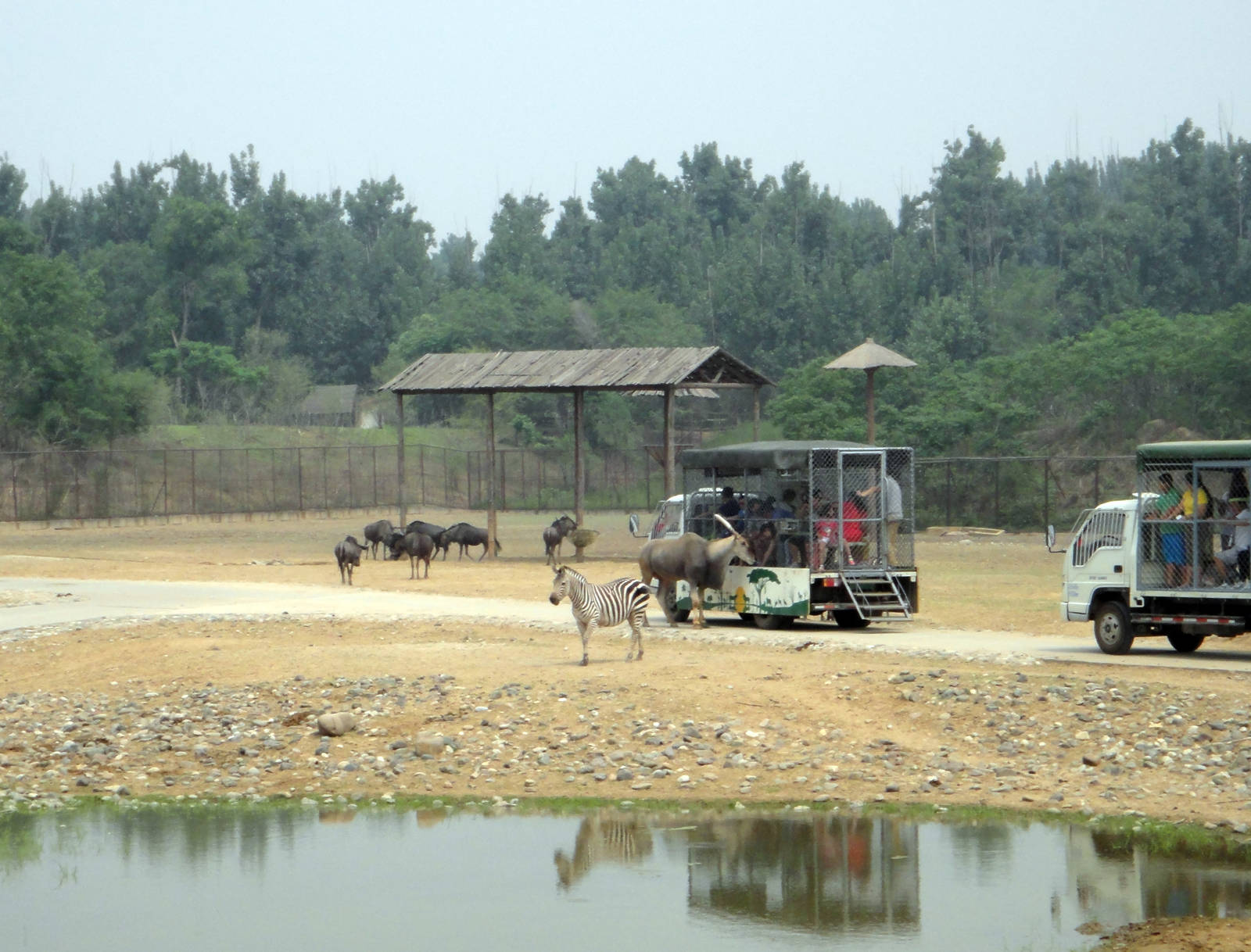 Open area of African animals