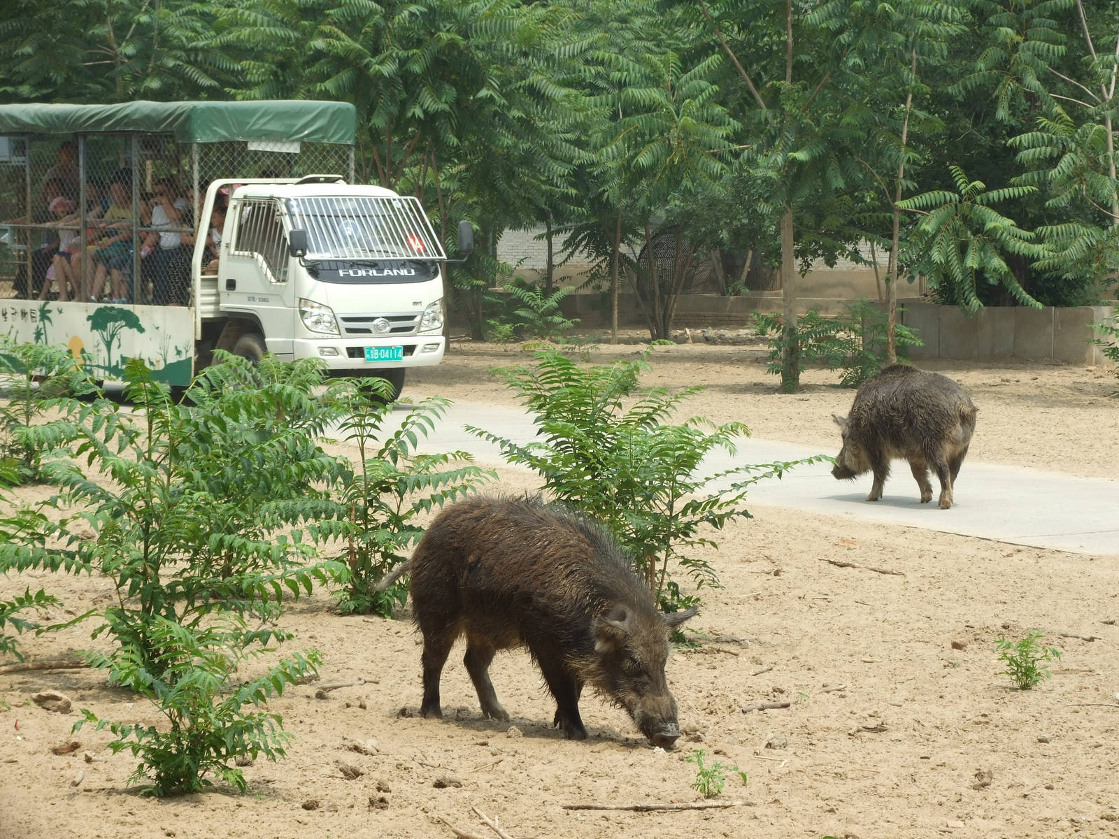 Open area of boar