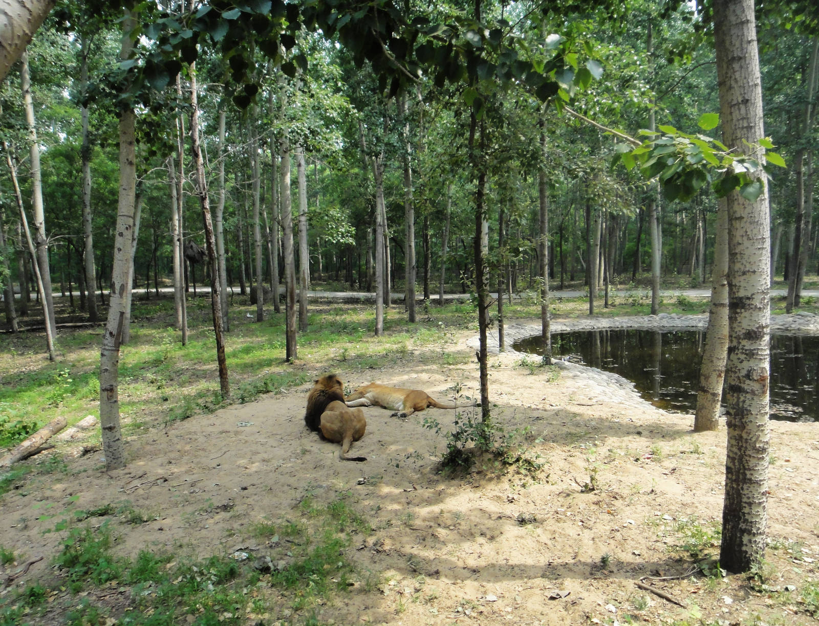 Open area of lion