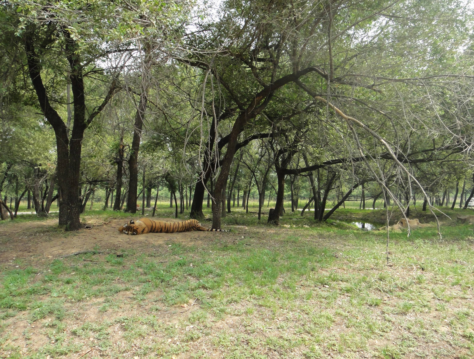 Open area of tiger