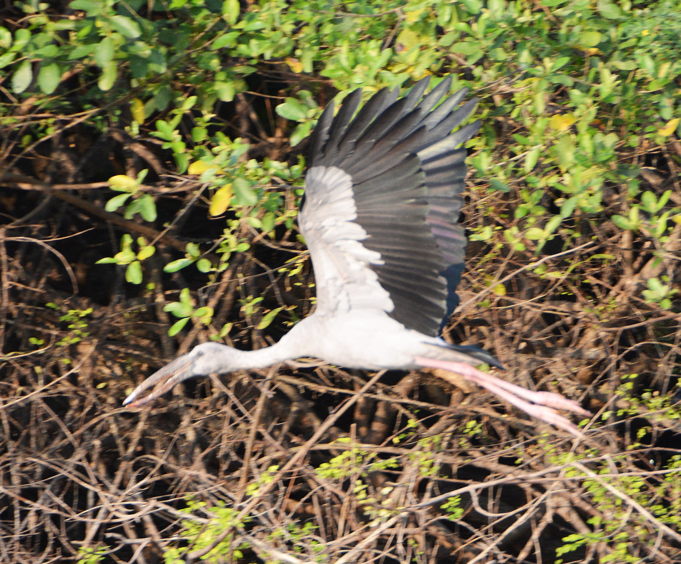 Open-bill stork