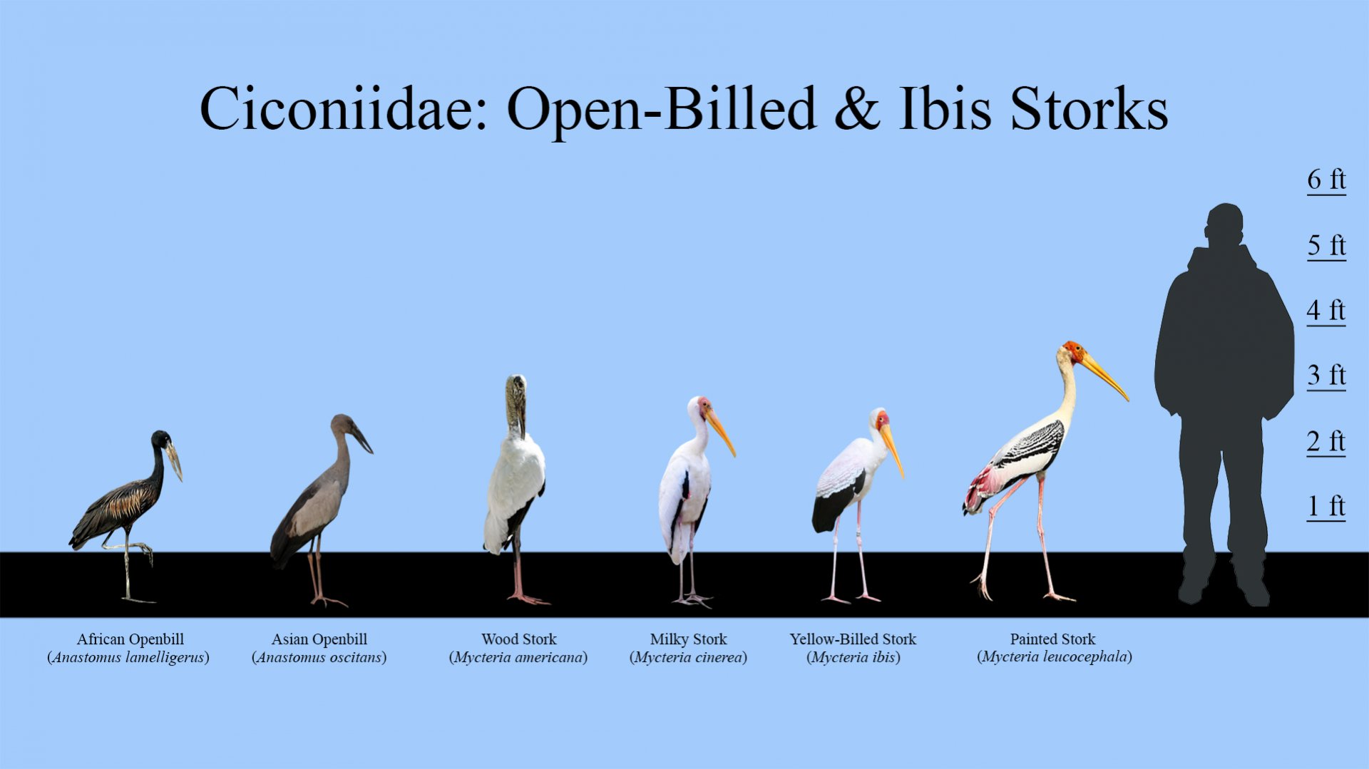 Open-Billed & Ibis Storks Size Chart