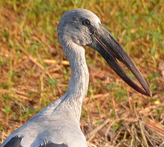 Open-billed stork