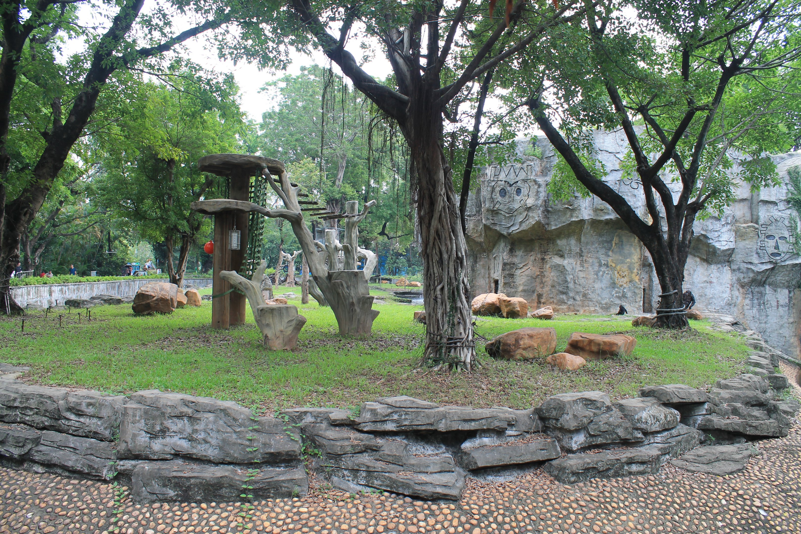 Open enclosure for Common Chimpanzees (Pan troglodytes)